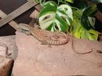 Varanus flavirufus 0.0.X, Dieren en Toebehoren, Slang, 0 tot 2 jaar