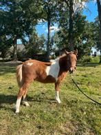 Super lieve shetlander hengst en merrie veulen te koop, Dieren en Toebehoren, Minder dan 160 cm, Niet van toepassing, 0 tot 2 jaar