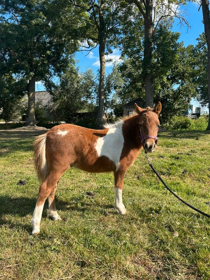Super lieve shetlander hengst en merrie veulen te koop, Dieren en Toebehoren, Paarden, Meerdere dieren, Niet van toepassing, Minder dan 160 cm