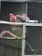 Kakatoe, Dieren en Toebehoren, Vogels | Parkieten en Papegaaien, Mannelijk, Papegaai, Geringd
