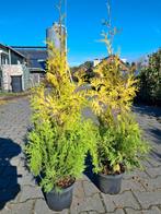 Thuja occidentalis 'Yellow Ribbon' - Gele Conifeer, Ophalen of Verzenden, Conifeer, Struik, Minder dan 100 cm