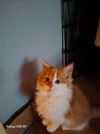 Te koop geweldige maine coons kittens 😍😻💝💙, Dieren en Toebehoren, Katten en Kittens | Raskatten | Langhaar, Meerdere dieren