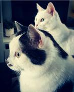 Nieuw thuis voor mijn Katers, Dieren en Toebehoren, Katten en Kittens | Overige Katten, Kater