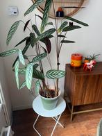 Calathea plant, Ophalen, Overige soorten, Minder dan 100 cm
