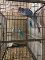 Beëindiging hobby, Meerdere dieren, Parkiet