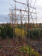 Leilinde, Tuin en Terras, Ophalen, Halfschaduw, Leiboom, 250 tot 400 cm