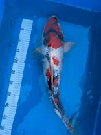 Ogata Showa, Karper of Koi