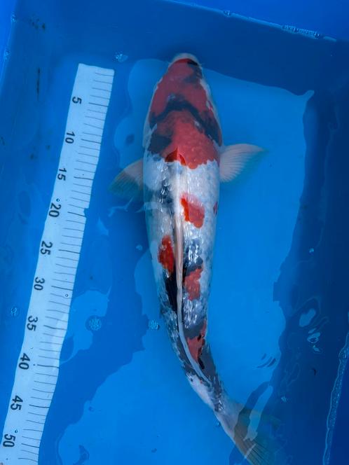 Ogata Showa, Dieren en Toebehoren, Vissen | Vijvervissen, Karper of Koi