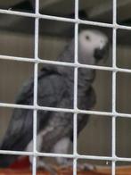 Grijze roodstaart papegaai, Dieren en Toebehoren, Mannelijk, Papegaai