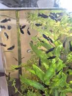 Jonge Black molly's., Dieren en Toebehoren, Vis