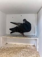 Laudino canaria, Vrouwelijk, Kropper