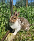 Cassis zoekt een huisje! (gevaccineerd), Dieren en Toebehoren, Konijnen, Vrouwelijk, Klein, 3 tot 5 jaar