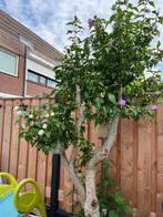 Gratis 2 kleurige hibiscus boom van 3 meter, Tuin en Terras, Planten | Bomen, Overige soorten, 250 tot 400 cm, Zomer, Ophalen