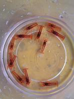 cpo kreeftjes, Dieren en Toebehoren, Kreeft, Krab of Garnaal, Zoetwatervis