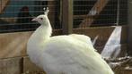 Witte pauwen | Deskundig advies | Verschillende leeftijden!, Dieren en Toebehoren, Pluimvee, Meerdere dieren, Overige soorten