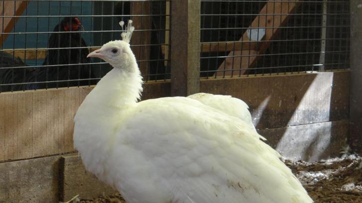 Witte pauwen | Deskundig advies | Verschillende leeftijden!, Dieren en Toebehoren, Pluimvee, Overige soorten, Meerdere dieren