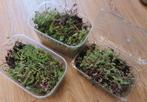 Sedum stekjes - ruilen voor chocola, Tuin en Terras, Planten | Tuinplanten, Ophalen, Vaste plant, Bodembedekkers, Volle zon