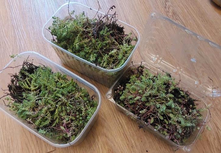 Sedum stekjes - ruilen voor chocola, Tuin en Terras, Planten | Tuinplanten, Vaste plant, Bodembedekkers, Volle zon, Ophalen