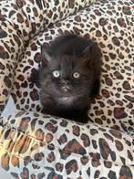 Britse korthaar katertjes, Dieren en Toebehoren, Kater, Ontwormd, 0 tot 2 jaar