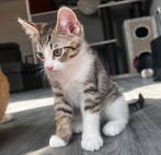 1 lief kitten (katertje) te koop, Kater, Kortharig, 0 tot 2 jaar