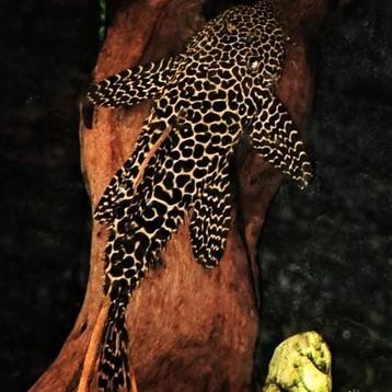 Leopard Kaktuswels. pseudoanthicus leopardus L600. 20-25cm beschikbaar voor biedingen