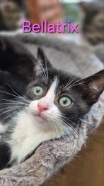 Deze knappe kittens zijn opzoek naar nieuw personeel, Dieren en Toebehoren, Katten en Kittens | Raskatten | Korthaar, Meerdere dieren