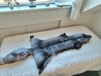 Vossen pelt (zilvervos), veilinghuis Saga Furs, Verzenden, Nieuw, Overige soorten, Overige typen