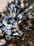 Veel Grijze postduiven te koop. Niet geringd., Dieren en Toebehoren, Meerdere dieren, Postduif