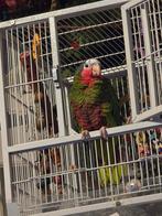Cuba Amazone Pop, Dieren en Toebehoren, Vogels | Parkieten en Papegaaien, Vrouwelijk, Papegaai
