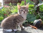 EUROPESE KORTHAAR TABBY , inenting en Micro Chip, Dieren en Toebehoren, Poes, Kortharig, 0 tot 2 jaar