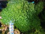 Water vorkje, Dieren en Toebehoren, Vissen | Aquariumvissen, Vis