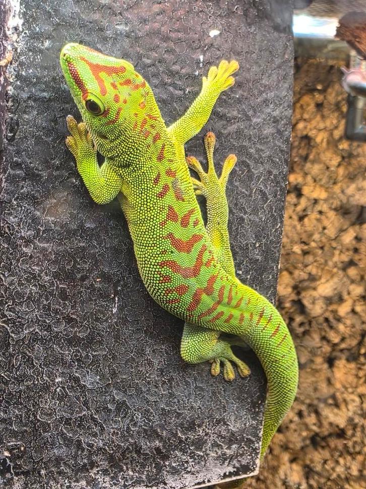 Phelsuma Grandis Daggekko, Dieren en Toebehoren, Reptielen en Amfibieën, Hagedis, 0 tot 2 jaar