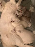 Schattige Britse Korthaar kittens!, Dieren en Toebehoren, Katten en Kittens | Raskatten | Langhaar, Meerdere dieren