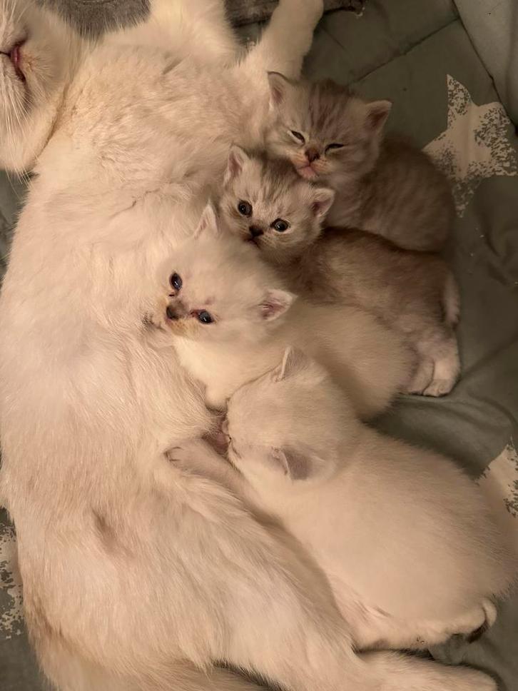 Schattige Britse Korthaar kittens!, Dieren en Toebehoren, Katten en Kittens | Raskatten | Langhaar, Meerdere dieren