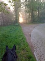 Plekje vrij op kleinschalige privestal, pensionstal bij bos, Dieren en Toebehoren, Stalling en Weidegang, Weidegang, 2 of 3 paarden of pony's
