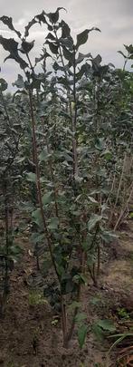 Hongaarse sering Syringa josikaea 100/120cm, Ophalen, Overige soorten, 100 tot 250 cm