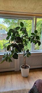 Indische rubberboom (Ficus elastica), Huis en Inrichting, Ophalen, Ficus, 200 cm of meer