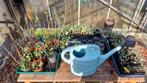 Spinazie-, Broccoli- en Bloemkool Zaailingen, Tuin en Terras, Ophalen, Zo goed als nieuw, Kunststof