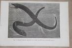 Antieke prent - Diepzeevis Eustomias obscurus - 1885 !!, Gebruikt, Ophalen of Verzenden, Voor 1940, Prent