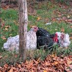 Zwarte Brahma haan en 2 witte Orpington hennen, Dieren en Toebehoren, Pluimvee, Meerdere dieren, Kip