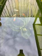 Vijver toebehoren zie omschrijving, Sieraden, Tassen en Uiterlijk, Ringen, Ophalen of Verzenden