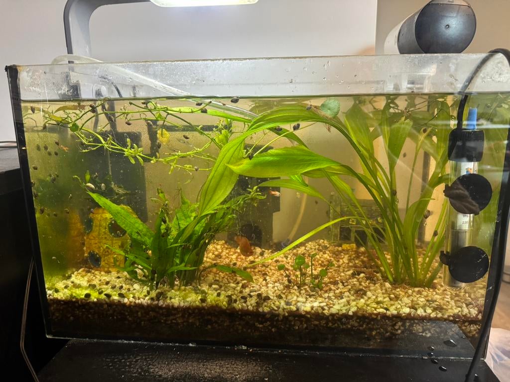 Goed werkend aquarium, Dieren en Toebehoren, Vissen | Aquaria en Toebehoren, Zo goed als nieuw, Gevuld zoetwateraquarium, Ophalen of Verzenden