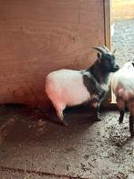 Tam dwerg geitje (bok) met UBN nummer, Mannelijk, Geit