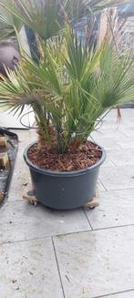 Europese buiten palm in pot, Tuin en Terras, Planten | Tuinplanten, Ophalen