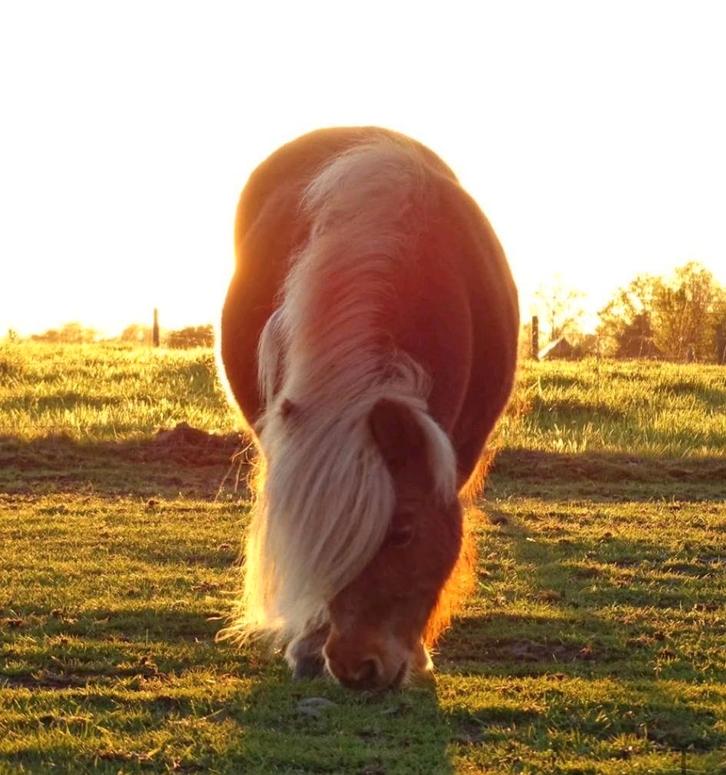 Aangeboden: Verzorgpony, Dieren en Toebehoren, Paarden en Pony's | Overige Paardenspullen, Nieuw, Overige soorten, Ophalen of Verzenden