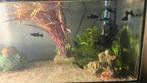 Black molly. 's 15 a 20 stuks en clownbotia, Dieren en Toebehoren, Ophalen, Gevuld zoetwateraquarium