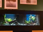 Tekoop, tropisch zoetwater aquarium., Dieren en Toebehoren, Ophalen of Verzenden