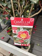 Camellia verschillende soorten zie fotos, Tuin en Terras, Planten | Tuinplanten, Vaste plant, Halfschaduw, Winter, Ophalen