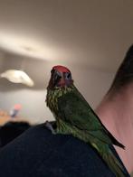 Viooltjes Lori, Psitteuteles
Goldiei, lorie, Dieren en Toebehoren, Vogels | Parkieten en Papegaaien, Mannelijk, Papegaai