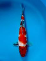 Showa 28-35cm Hirasawa Japanse koi, Karper of Koi